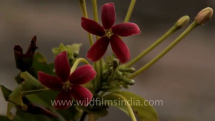 indonesia-bail-rice field-mvi-5489