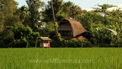 Indonesia-Bali-Denpasar-2