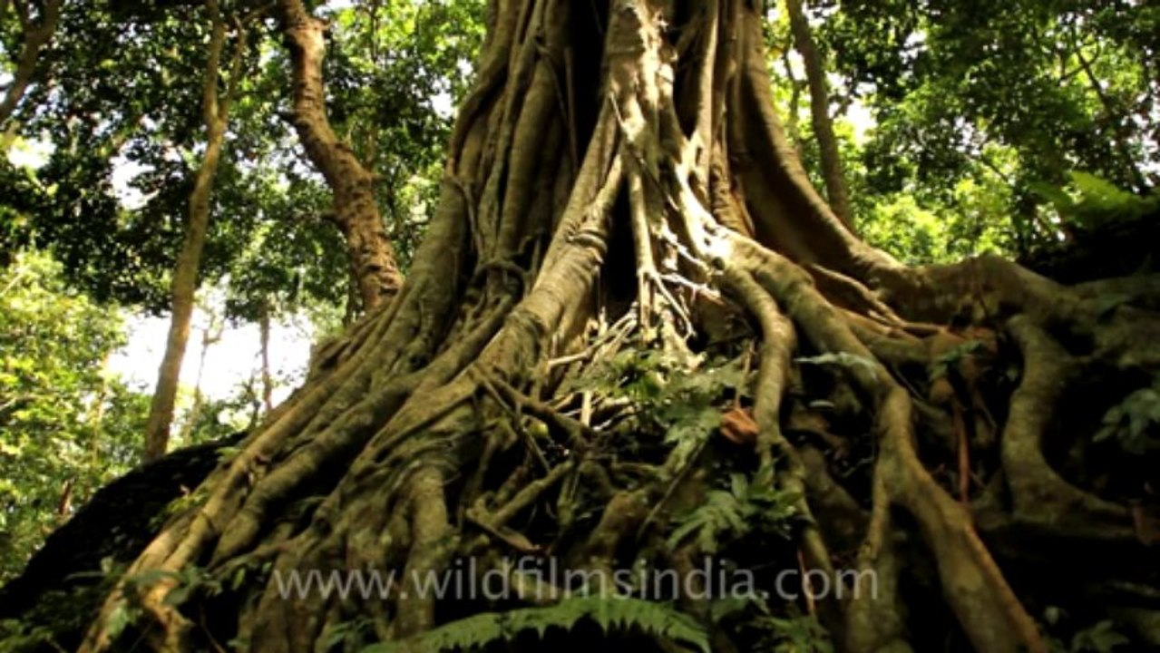 Indonesia-Bali-Ubud-1