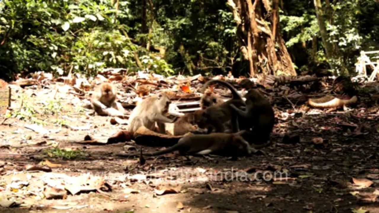 indonesia-bali-ubud-2
