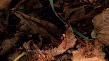 indonesia-bali-ulluwatu beach 4