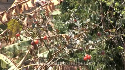 kisama village-Z-1-hdv-15-11