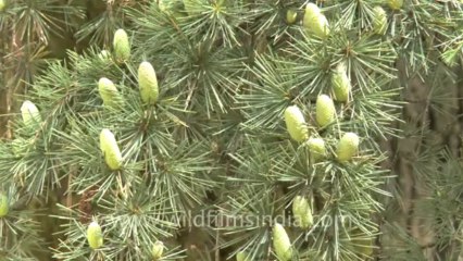 Landour pine tree