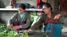 Mizoram-largest family-preparing pig food