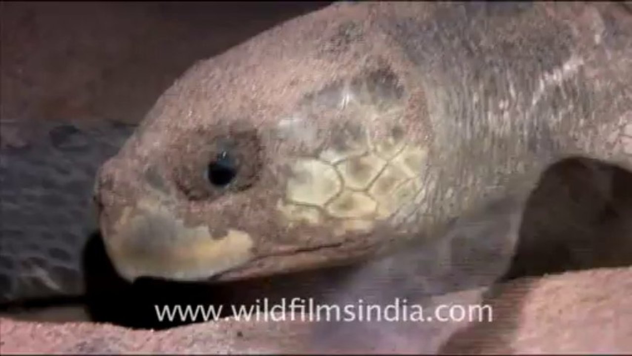 Olive Ridley Turtle-511-2