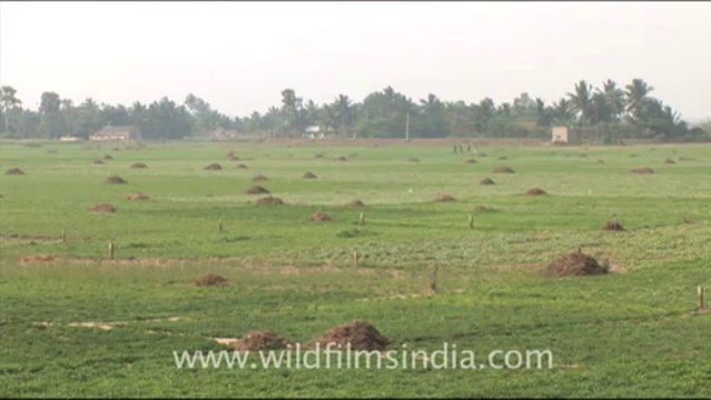 Olive Ridley Turtle-hdv-513-1mov