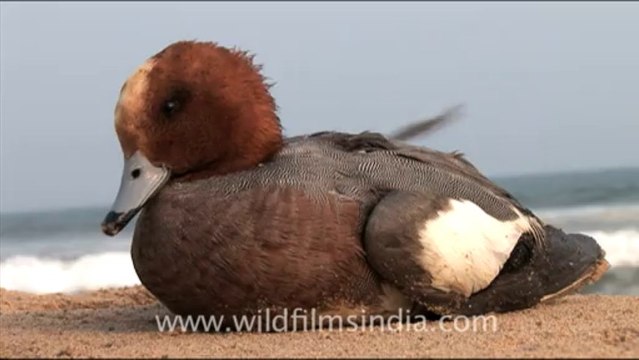 Olive Ridley Turtle-hdv-513-3mov