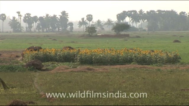Olive Ridley Turtle-hdv-513-4mov