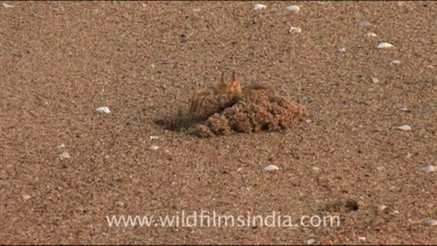 Olive Ridley Turtle-hdv-513-8mov