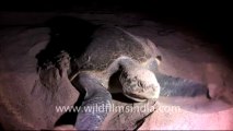 Olive Ridley Turtle-hdv-514-1