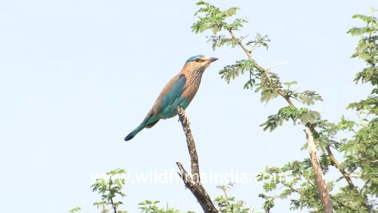 Rajasthan
