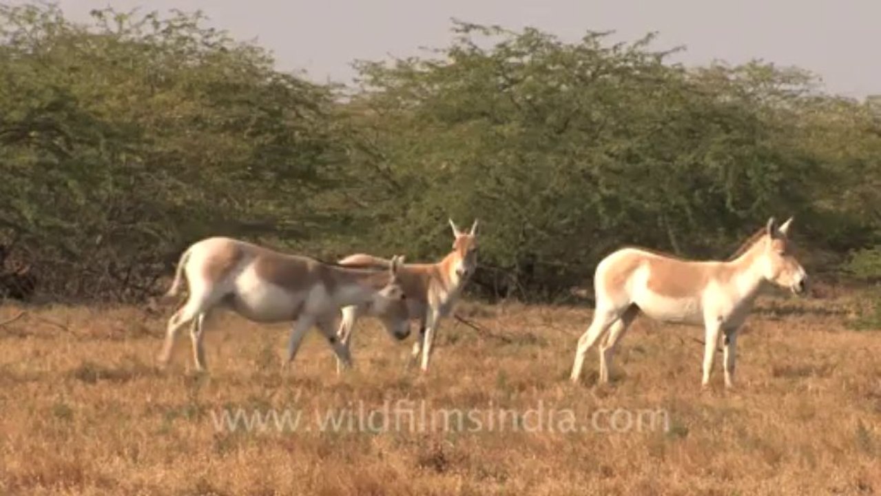 Rann of kutch-hdv-tape-wild asses-1