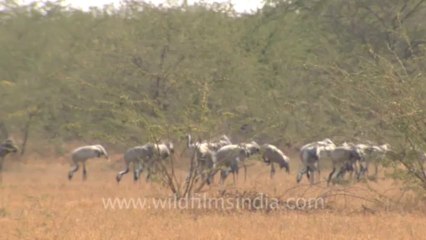 Rann-of-kutch-hdv-tape-1-crane flying high