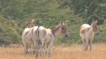 Rann-of-kutch-hdv-tape-1-wild asses-10