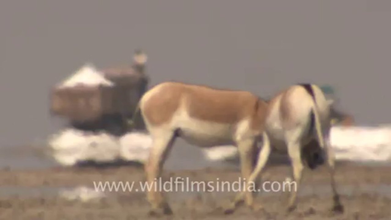 Rann-of-kutch-hdv-tape-1-wild asses-13