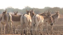 Rann-of-kutch-hdv-tape-1-wild asses-5