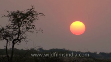 Rann-of-kutch-hdv-tape-2-sunset