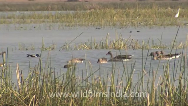 Rann-of-kutch-hdv-tape-4-Birds-2