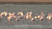 Rann-of-kutch-hdv-tape-5-birds-4