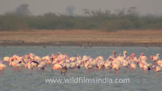 Rann-of-kutch-hdv-tape-5-birds-5
