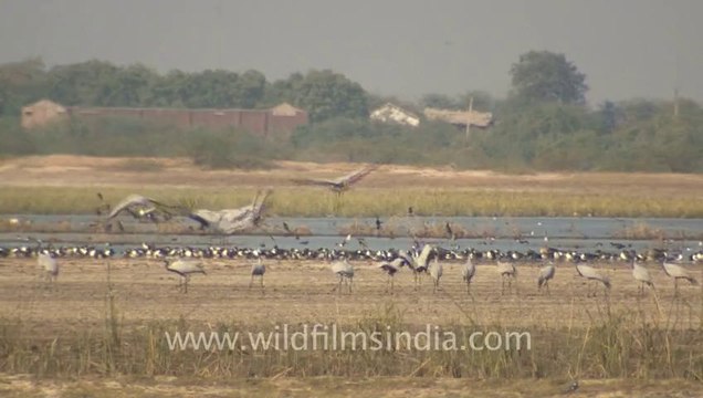 Rann-of-kutch-hdv-tape-5-birds-6