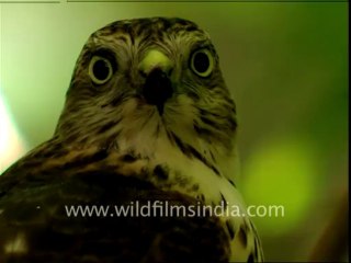 Shikra eating birds