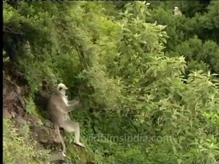 Shivalik monsoon-3-1