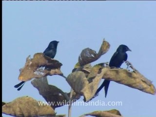 Shivalik monsoon-4