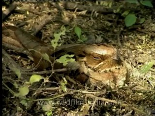 Shivalik monsoon-Nightjar