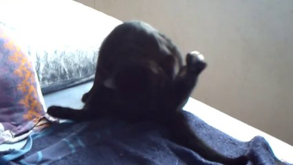 fripouille fait sa toilette sur le lit