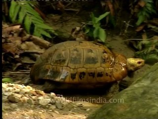 Shivalik monsoon-Tortoise