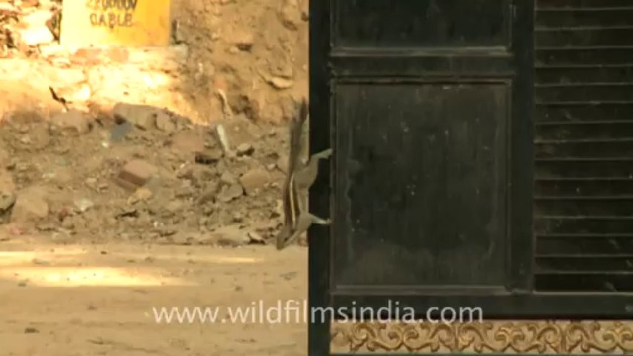 squirrel