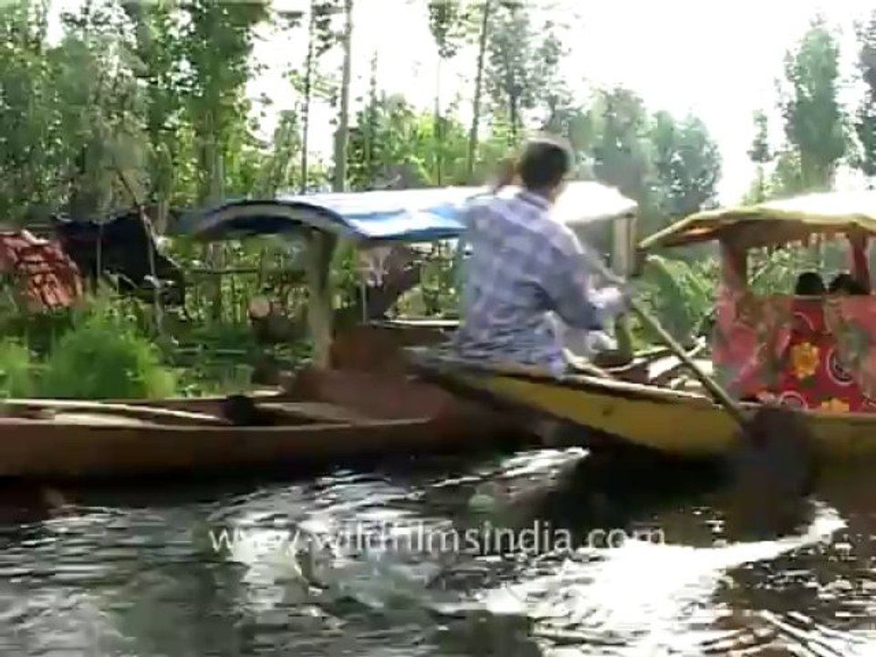 Srinagar-dallake-1
