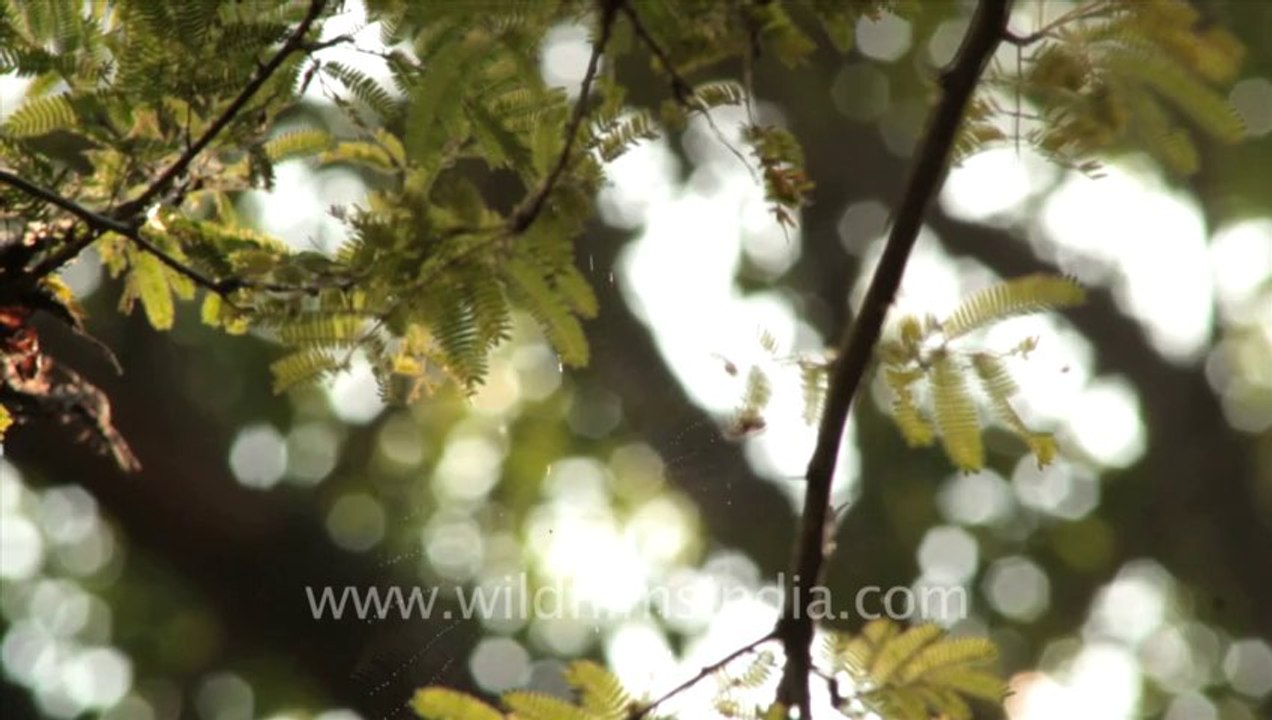 Timor-insect-1