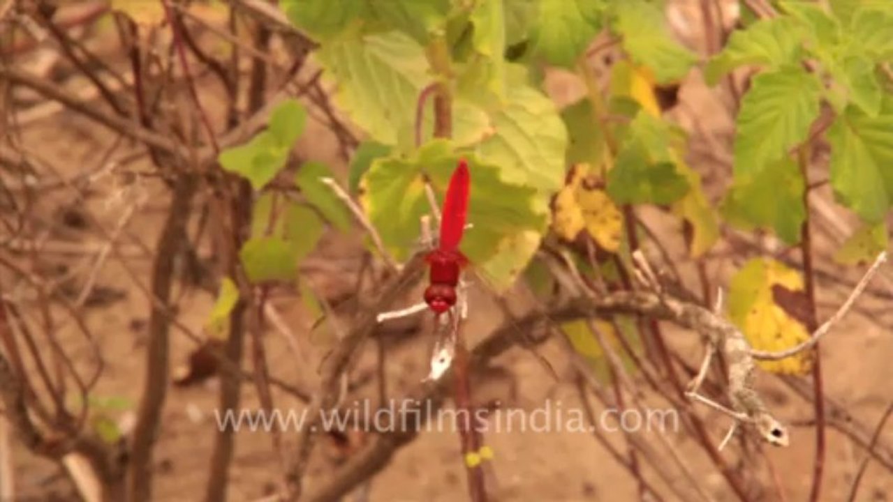 Timor-insect-2