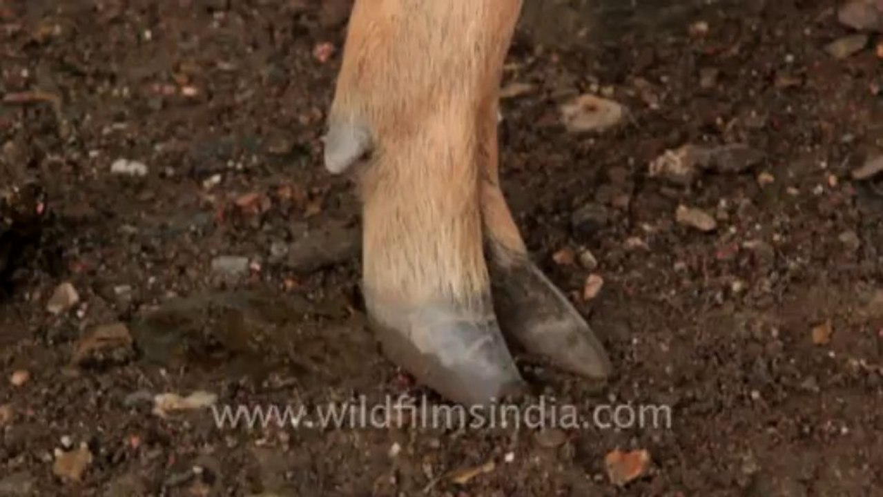 Timor-mammals-2