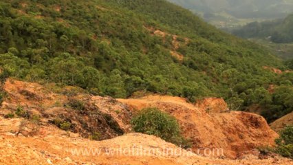 Timor-Wildlife-Landscape-25