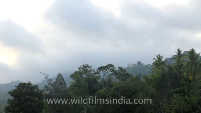 Timor-Wildlife-Timelapses-3
