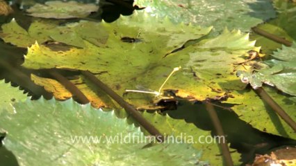 WFIL Footage-5-Dragonfly