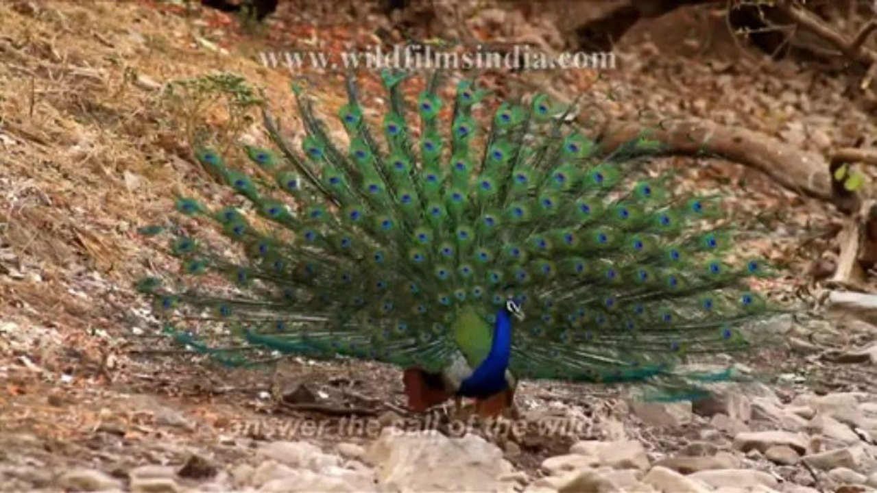 Wild India