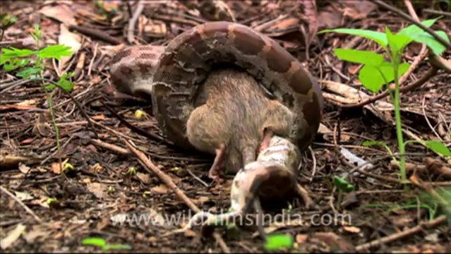 Python eating rat-HD CAM-13