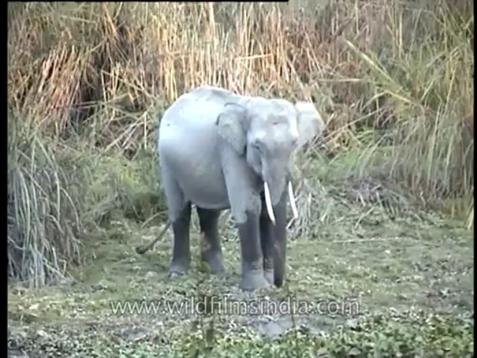 Assam-kaziranga-elephant-mdv-883-1