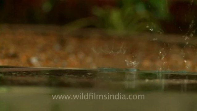 Crowns from falling water droplets