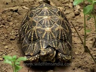 Delhi-star tortoise-mdv-376-1