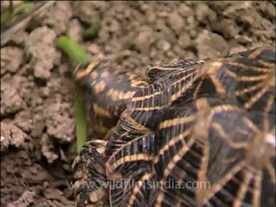 Delhi-star tortoise-mdv-376-13