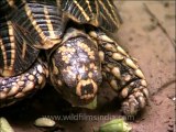 Delhi-star tortoise-mdv-376-14