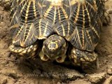 Delhi-star tortoise-mdv-376-3