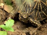Delhi-star tortoise-mdv-376-7