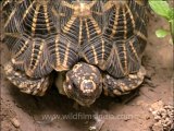 Delhi-star tortoise-mdv-376-9