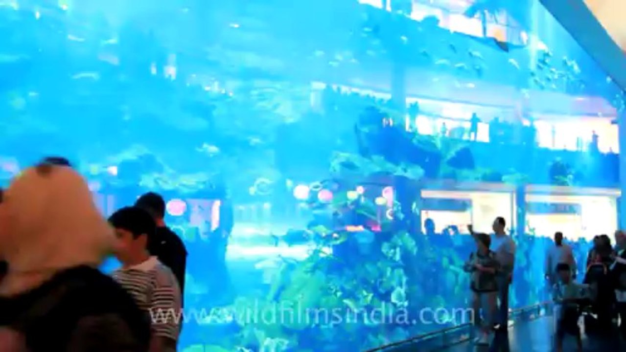 fishes, Dubai Mall